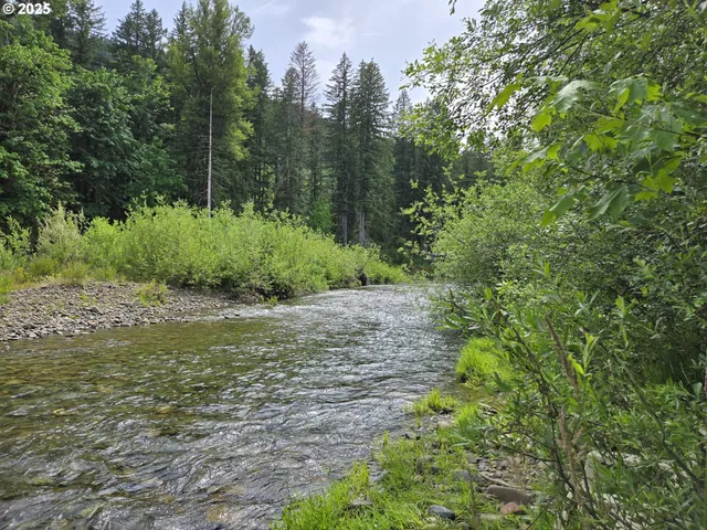 a view of a garden with trees