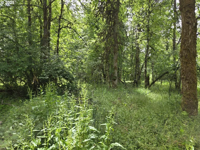 a view of a lush green forest