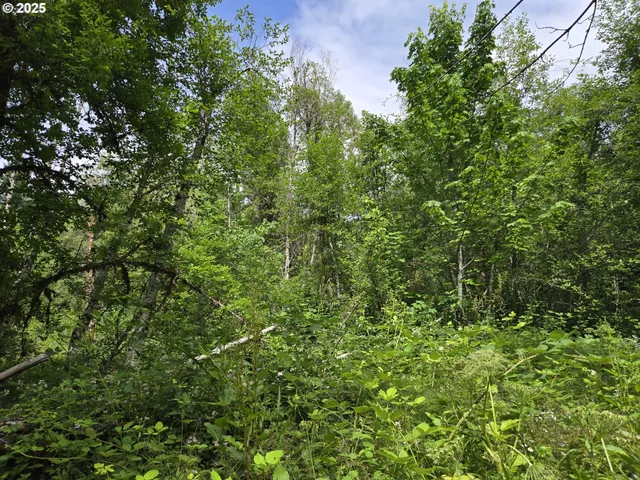 a view of a lush green forest
