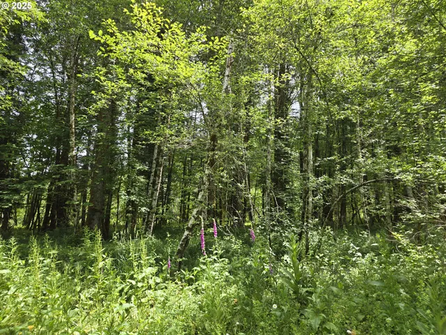 a view of a lush green forest