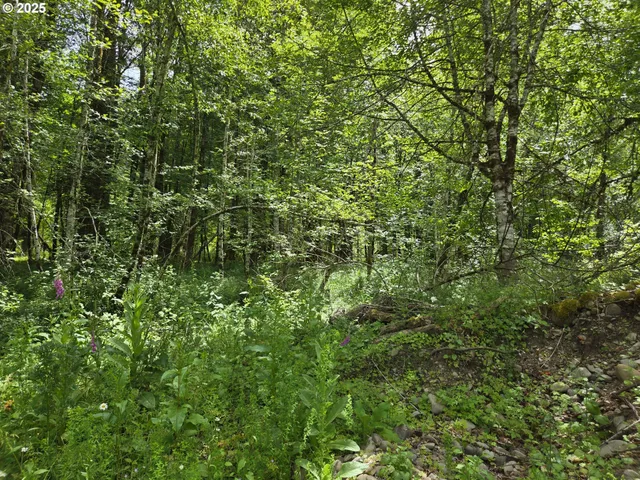 a view of a lush green forest