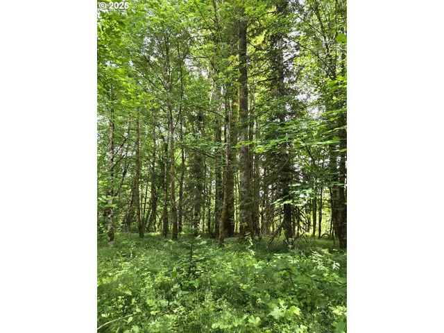 a close up of a plant in a garden