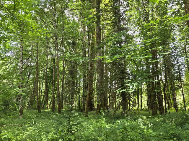 a view of a lush green forest