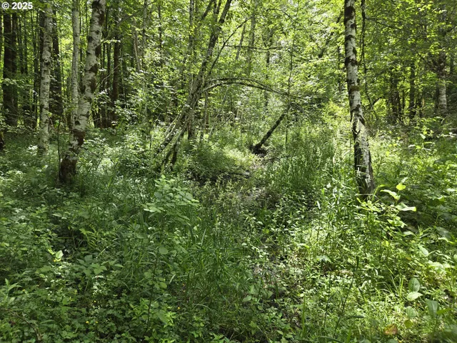 a view of a lush green forest