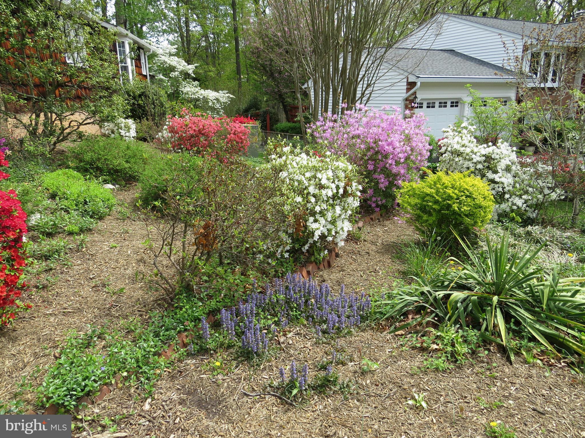8009 Langbrook Road Springfield, VA 22152 - Photo 4 of 28 Garden