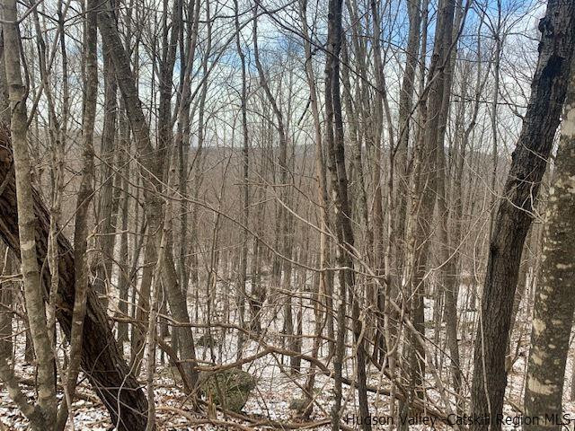 John B Hewitt Spur Denver, NY 12421 - Photo 4 of 8 a view of forest