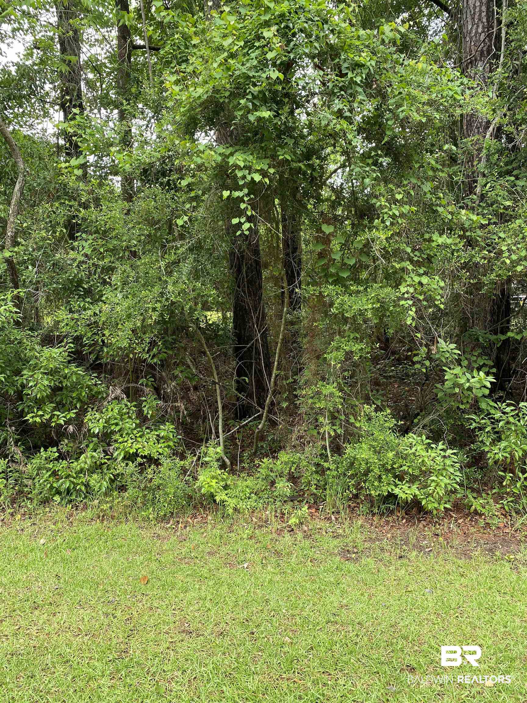 View of woods