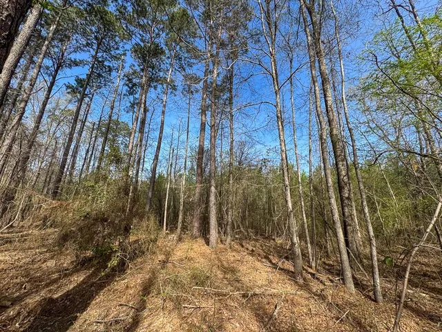 a view of backyard with green space