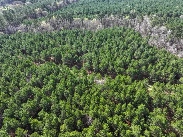 view of a lots of trees and bushes