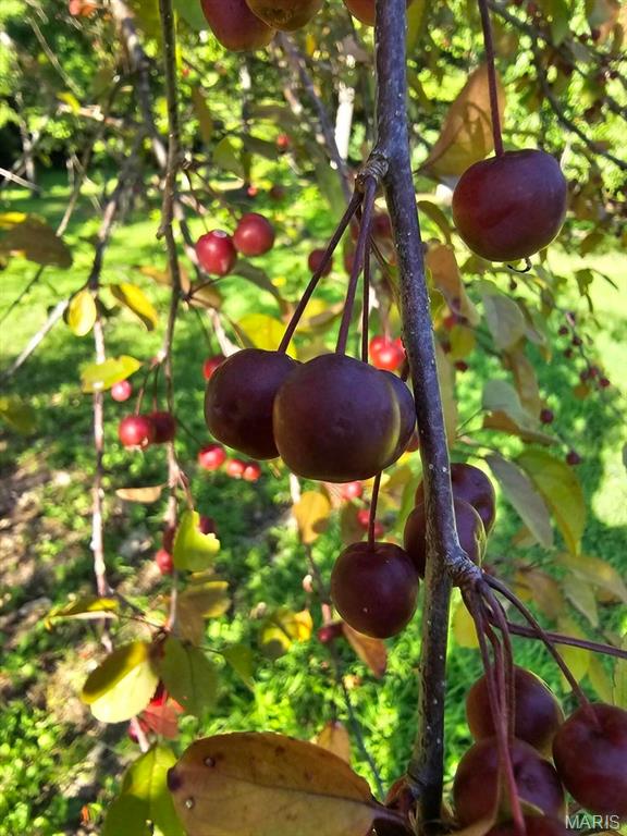 11498 M- Weatherman Mountain Grove Mountain Grove, MO 65711 - Photo 13 of 32