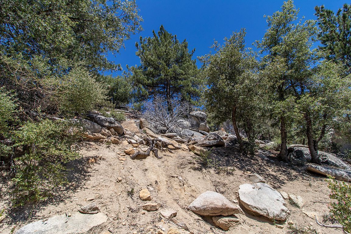 Lakeview Idyllwild, CA 92549 - Photo 11 of 43 a view of a yard with plants and trees