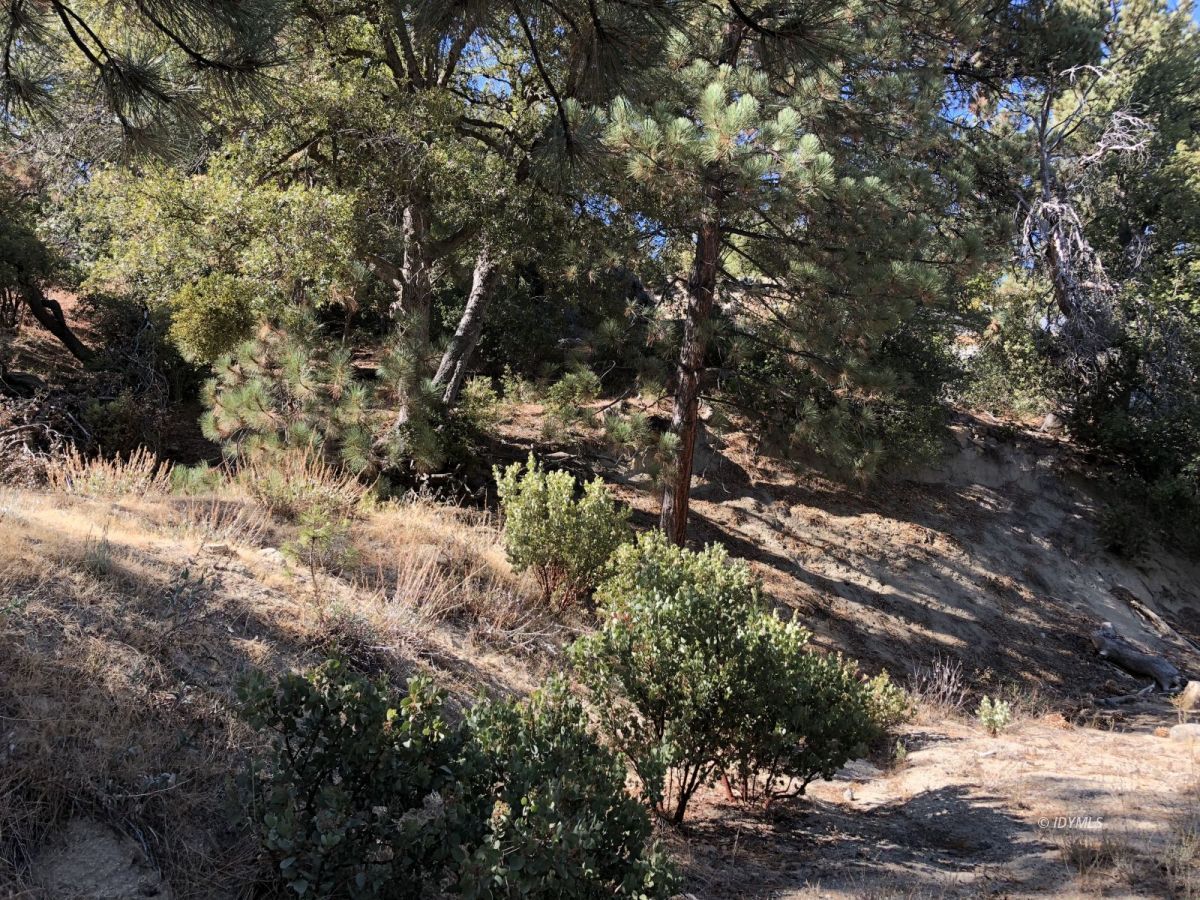 Lakeview Idyllwild, CA 92549 - Photo 16 of 43 a view of a tree in a yard