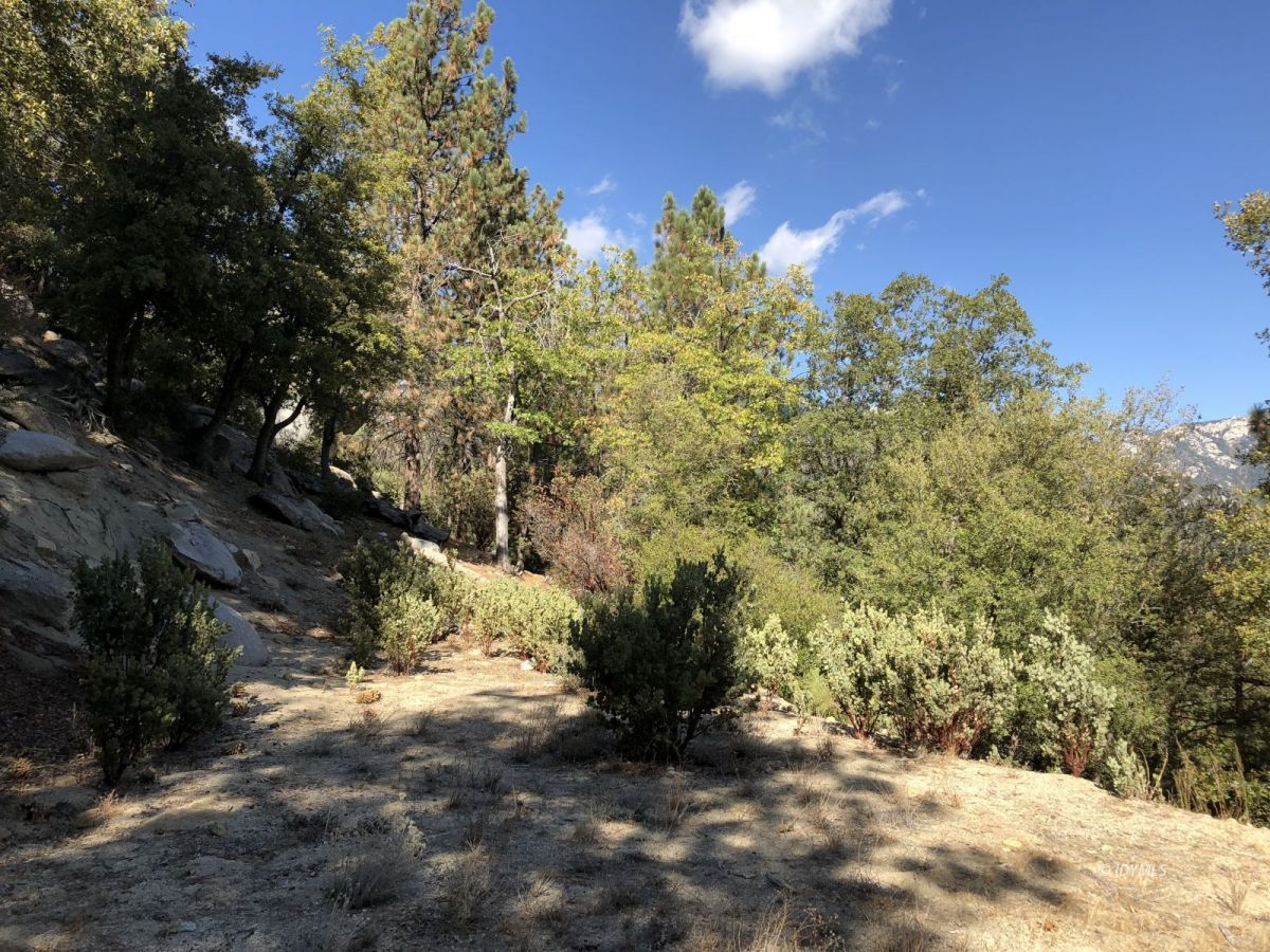 Lakeview Idyllwild, CA 92549 - Photo 19 of 43 a view of a yard with a tree