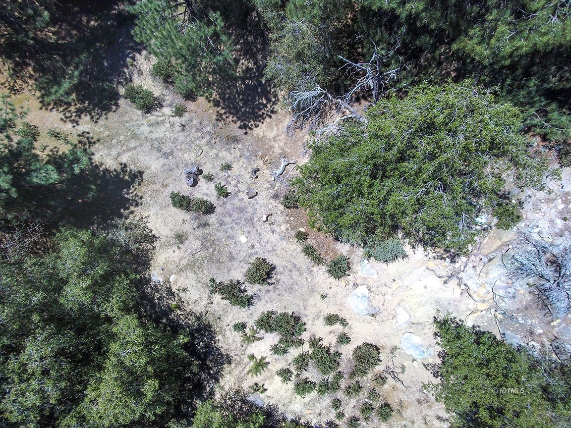 Lakeview Idyllwild, CA 92549 - Photo 21 of 43 a view of a forest with trees in a forest