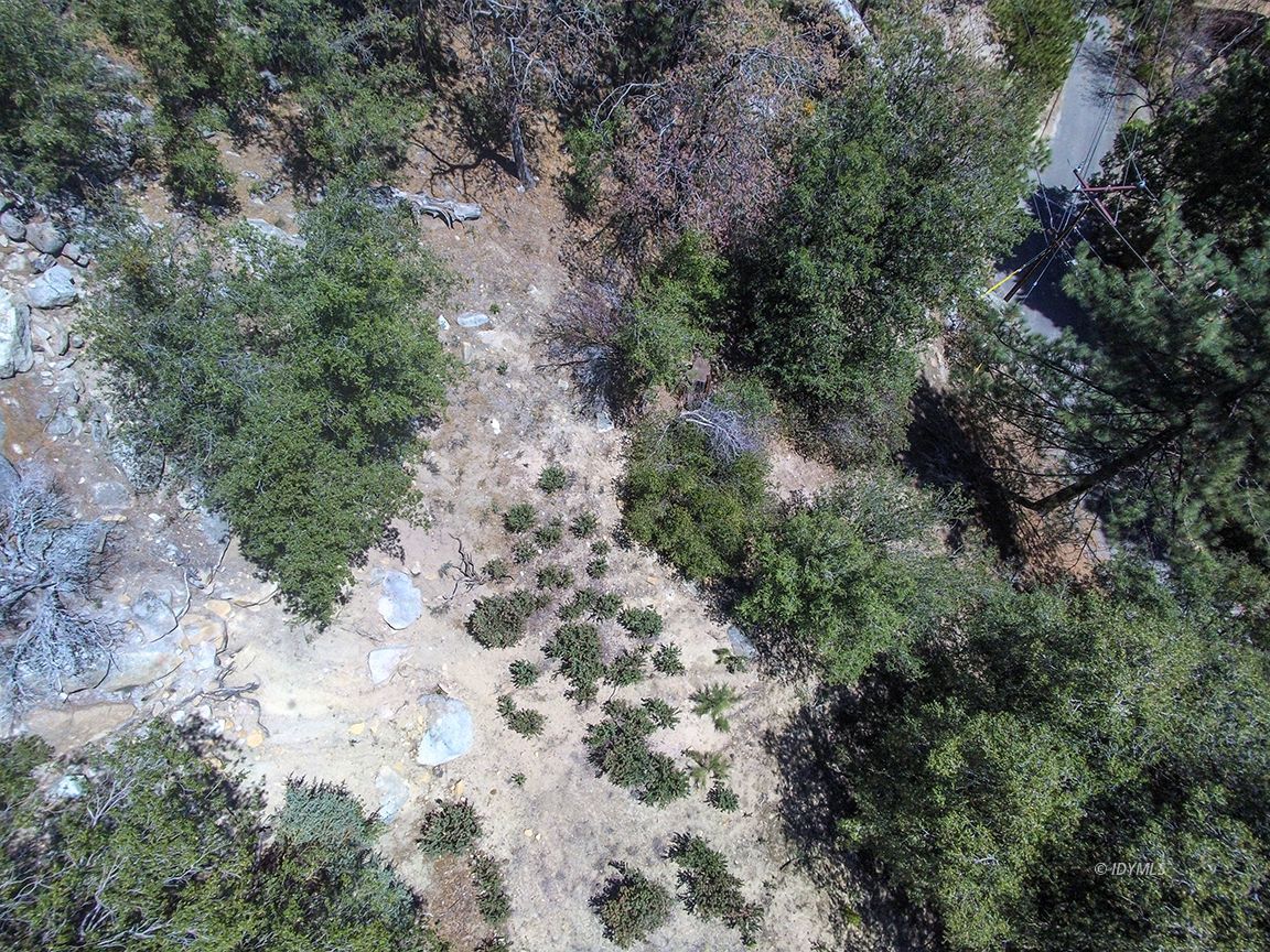 Lakeview Idyllwild, CA 92549 - Photo 23 of 43 a view of a forest with trees all around