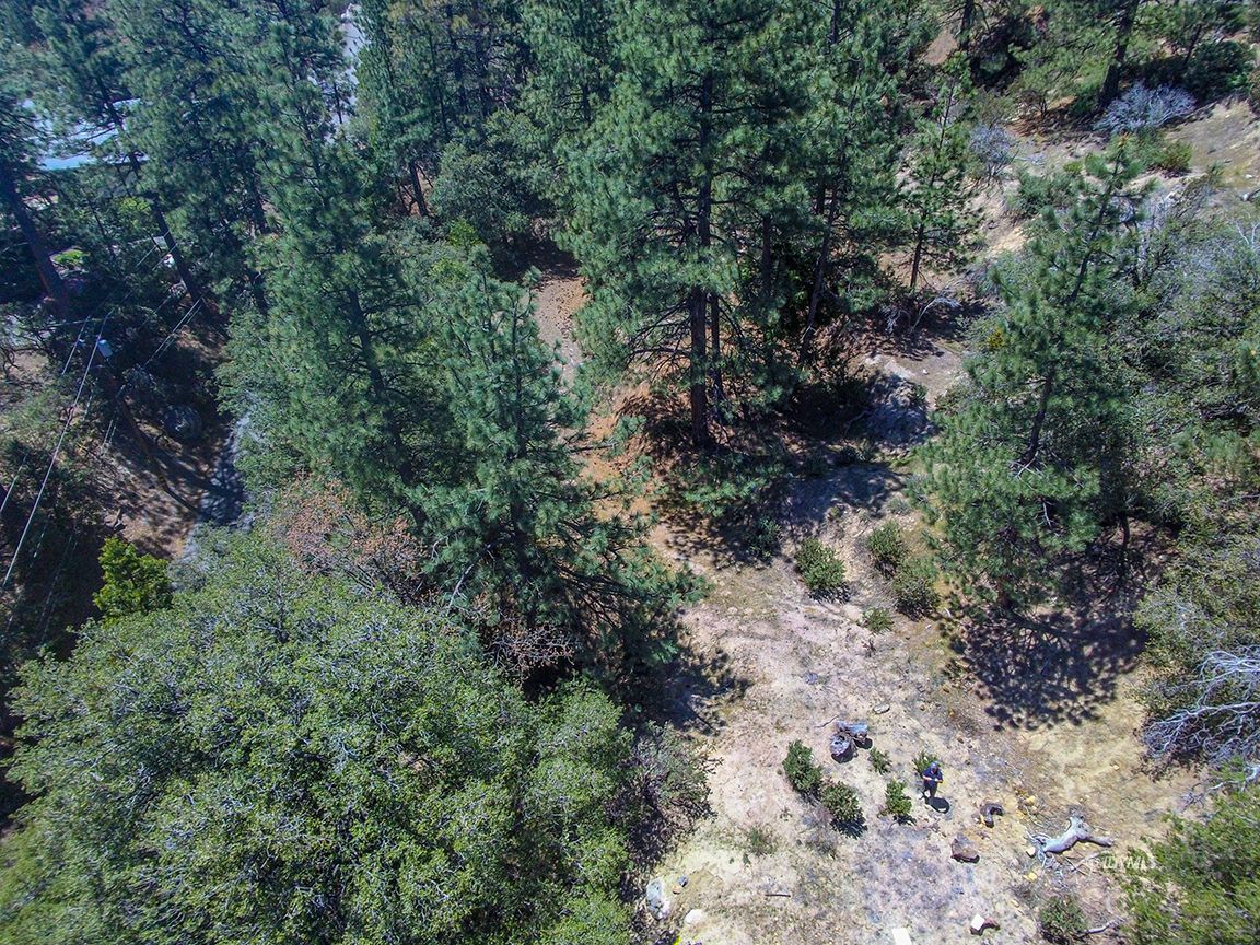 Lakeview Idyllwild, CA 92549 - Photo 26 of 43 a view of a forest with lots of trees