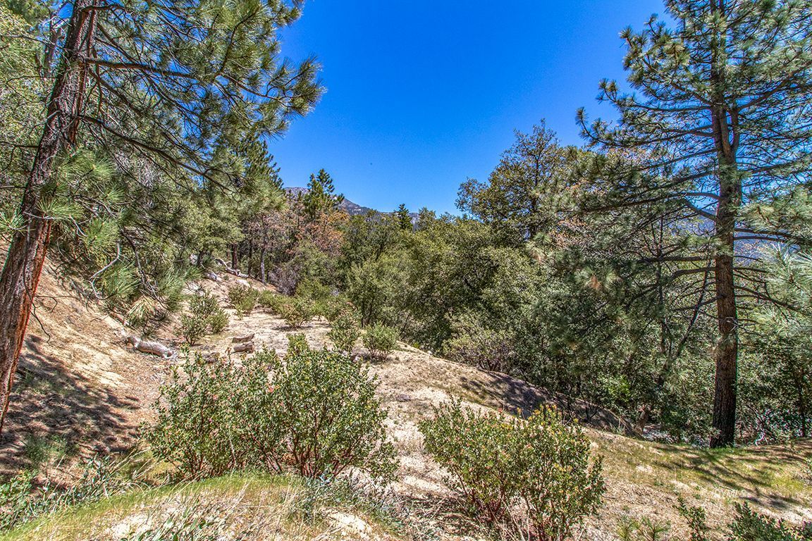 Lakeview Idyllwild, CA 92549 - Photo 31 of 43 a view of a tree in a yard