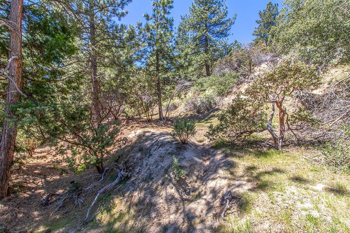 Lakeview Idyllwild, CA 92549 - Photo 32 of 43 a view of a tree in a yard