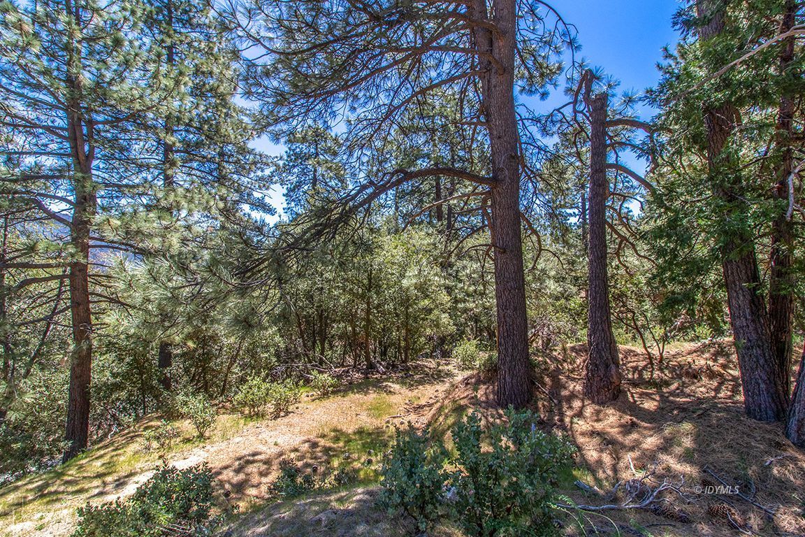 Lakeview Idyllwild, CA 92549 - Photo 33 of 43 a view of a forest with trees