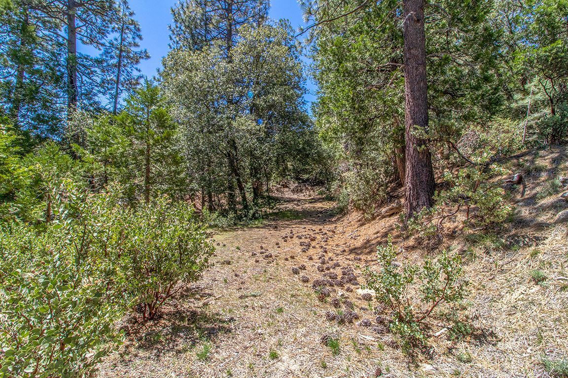 Lakeview Idyllwild, CA 92549 - Photo 35 of 43 a view of a yard with plants and trees