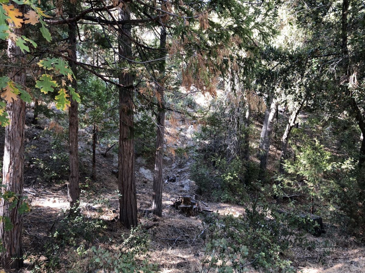 Lakeview Idyllwild, CA 92549 - Photo 36 of 43 a view of forest