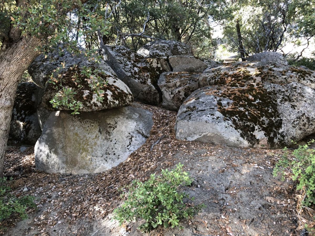 Lakeview Idyllwild, CA 92549 - Photo 37 of 43 a view of a wooden floor with a tree