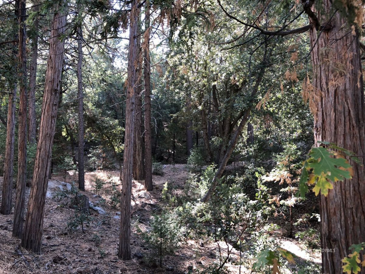 Lakeview Idyllwild, CA 92549 - Photo 38 of 43 a view of forest