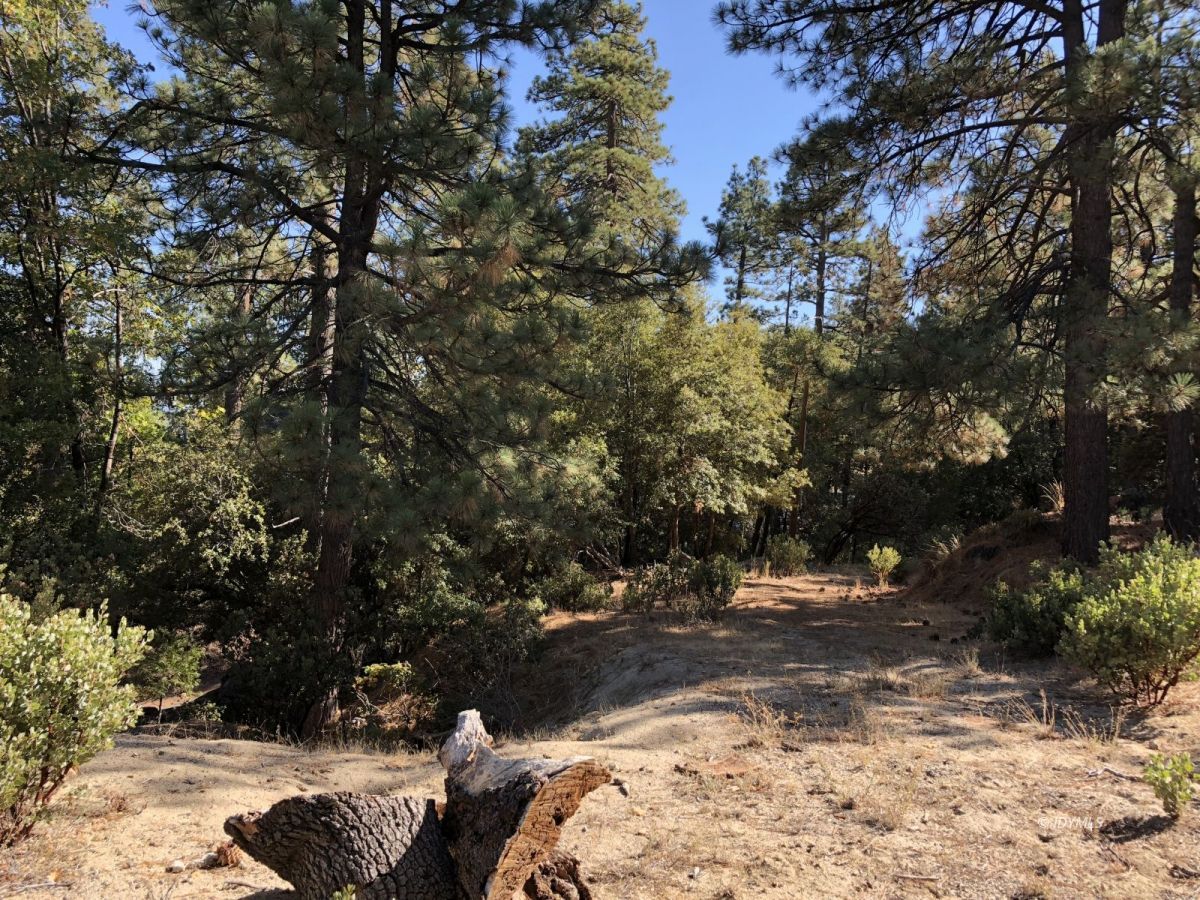 Lakeview Idyllwild, CA 92549 - Photo 39 of 43 a view of outdoor space with trees