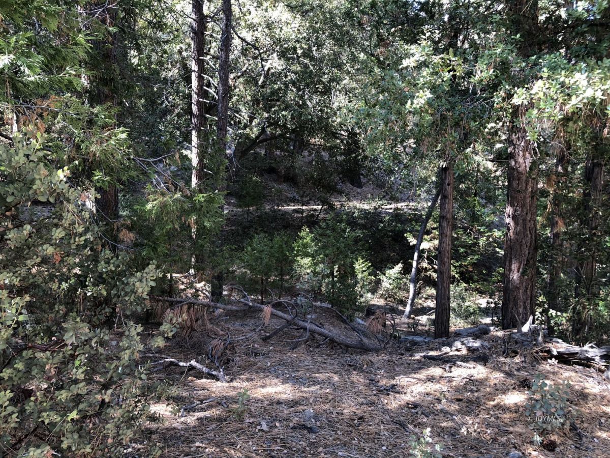 Lakeview Idyllwild, CA 92549 - Photo 40 of 43 a view of tree