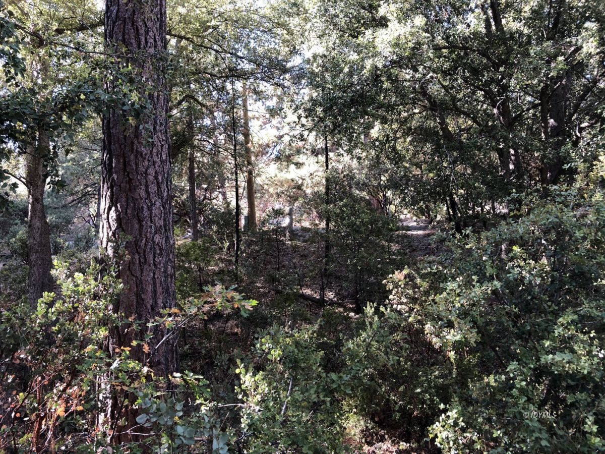 Lakeview Idyllwild, CA 92549 - Photo 41 of 43 a view of a tree
