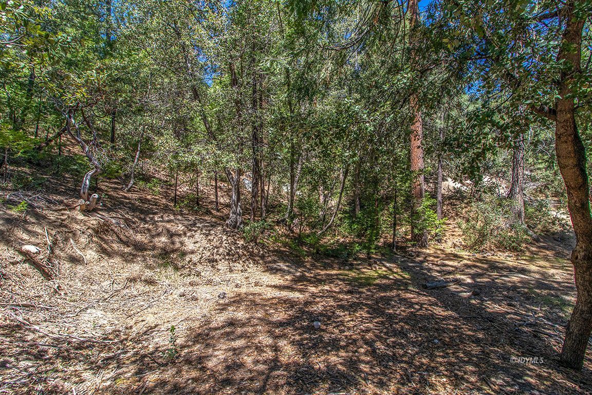 Lakeview Idyllwild, CA 92549 - Photo 5 of 43 a view of a yard with a tree