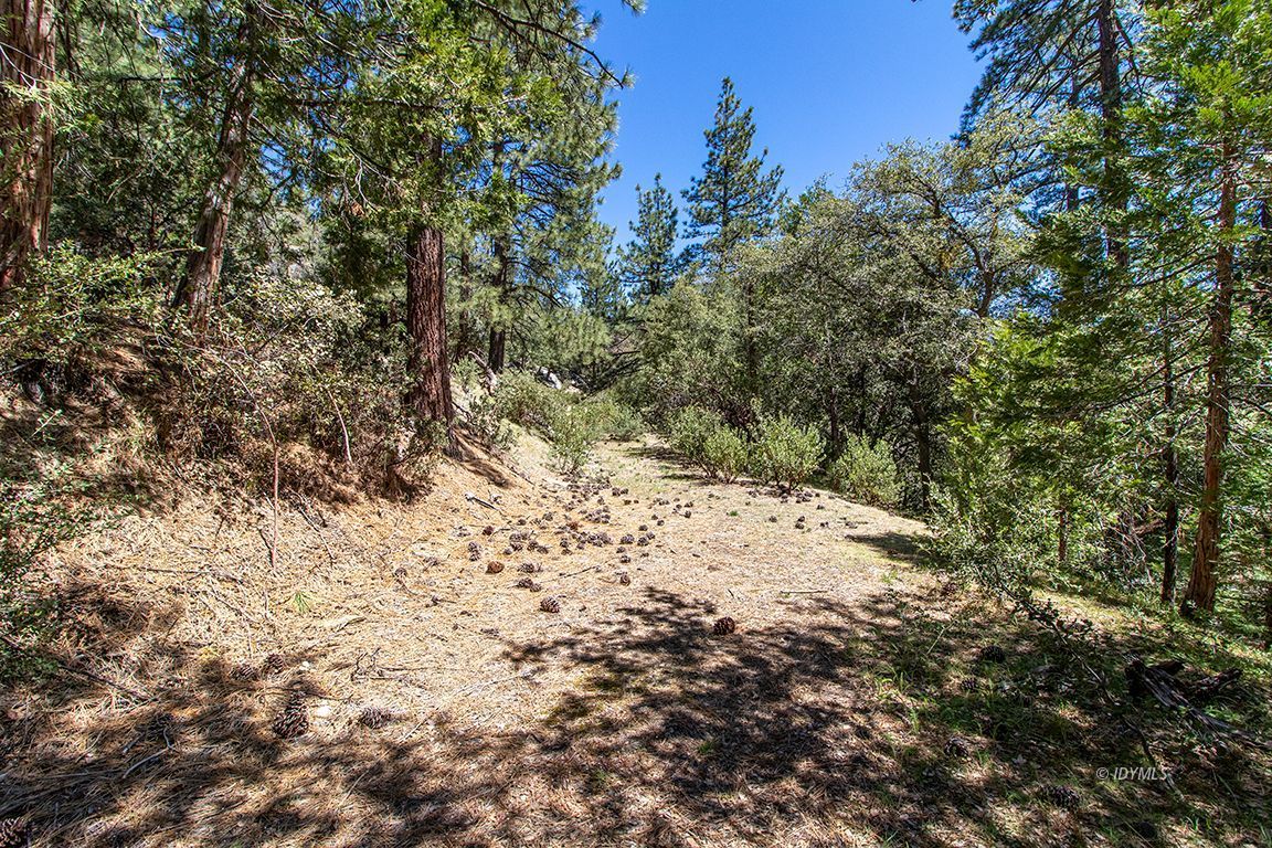 Lakeview Idyllwild, CA 92549 - Photo 7 of 43 a view of a yard with a tree