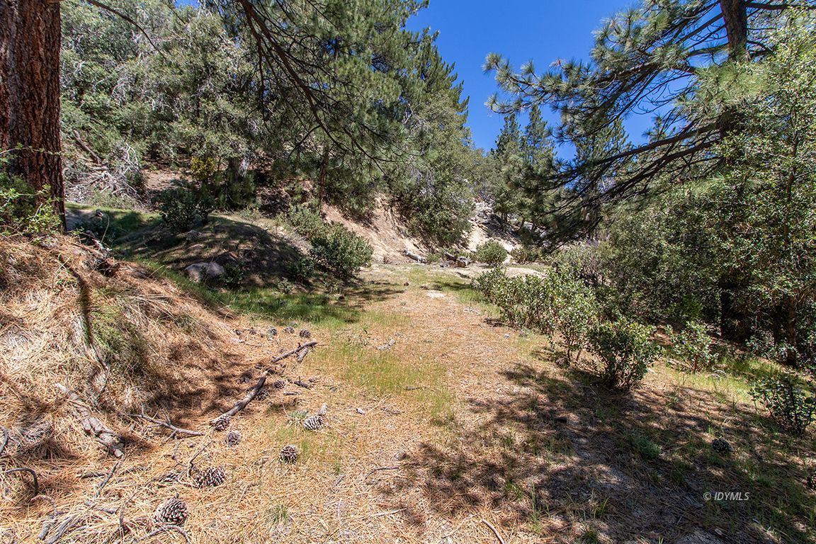 Lakeview Idyllwild, CA 92549 - Photo 8 of 43 a view of a dry yard with trees