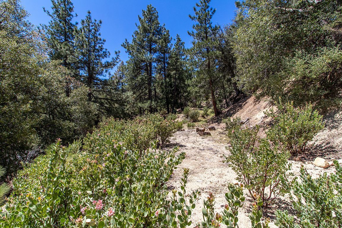 Lakeview Idyllwild, CA 92549 - Photo 10 of 43 a view of a yard with a tree