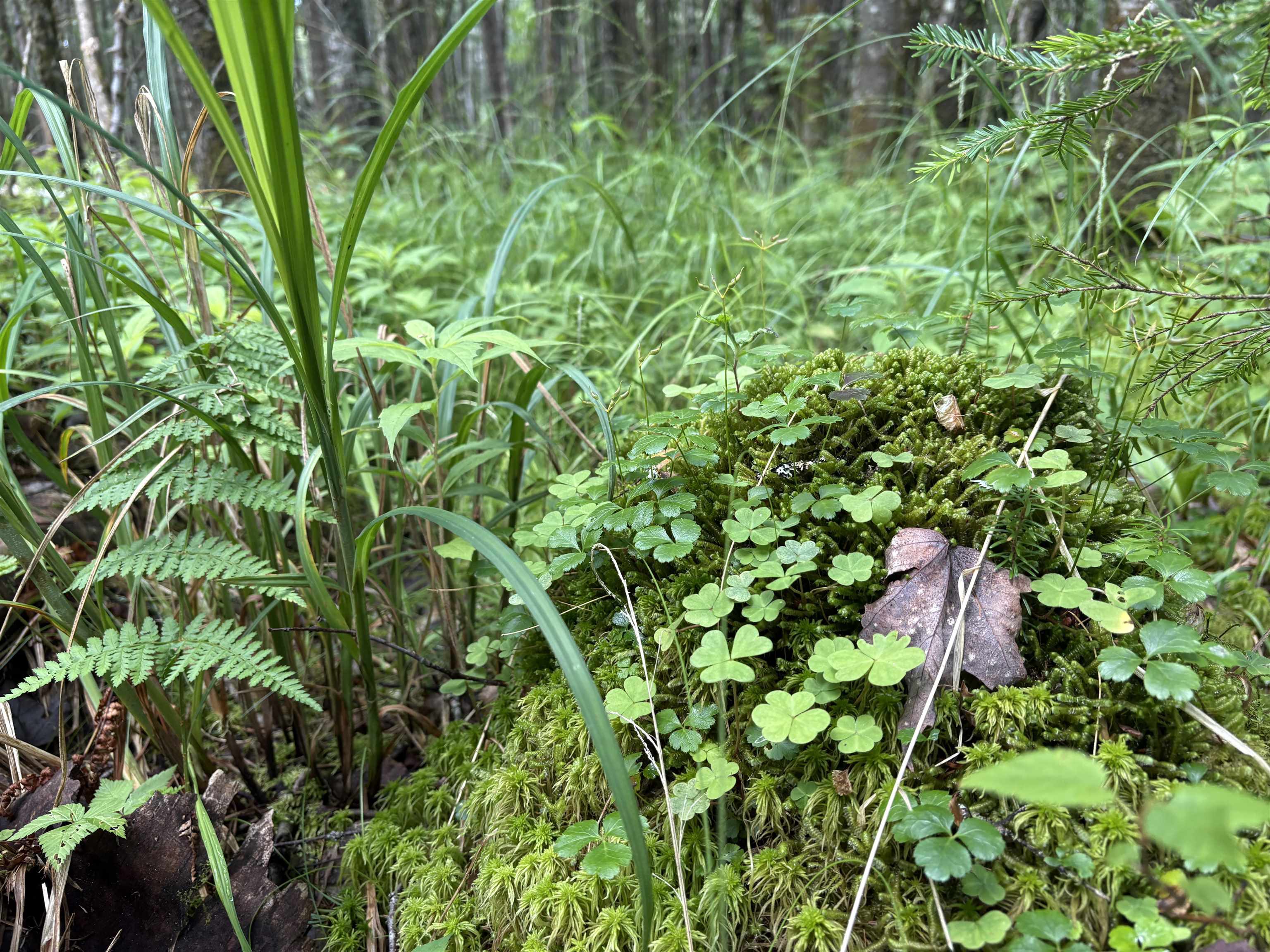 0 Newark Road Island Pond, VT 05846 - Photo 12 of 24