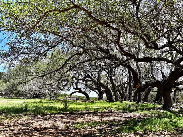 a small yard with lots of green space and plants