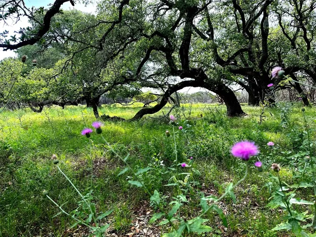 a view of trees in the forest