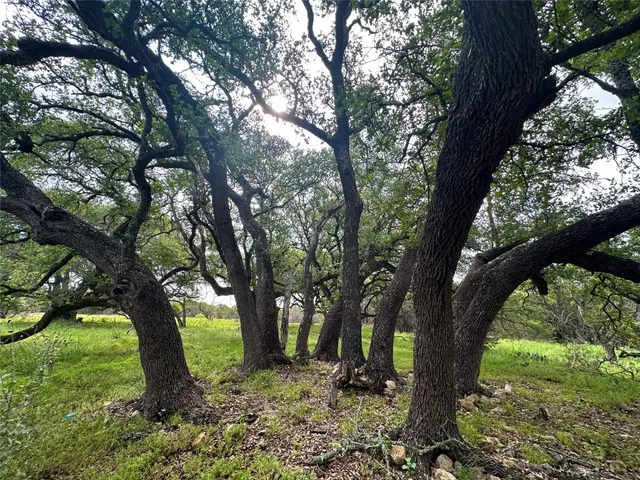 a big yard with lots of green space and tree