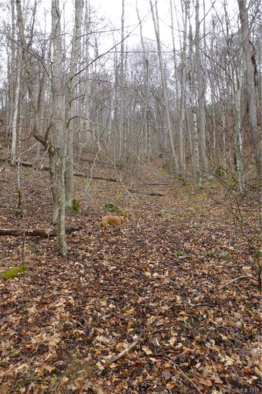 0 Lisenbee Road Marshall, NC 28753 - Photo 14 of 22 Gallery Image 14