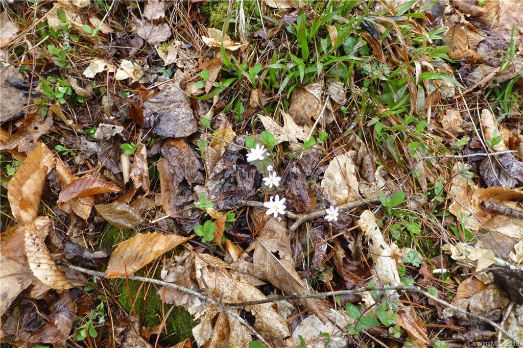 0 Lisenbee Road Marshall, NC 28753 - Photo 20 of 22 Gallery Image 20