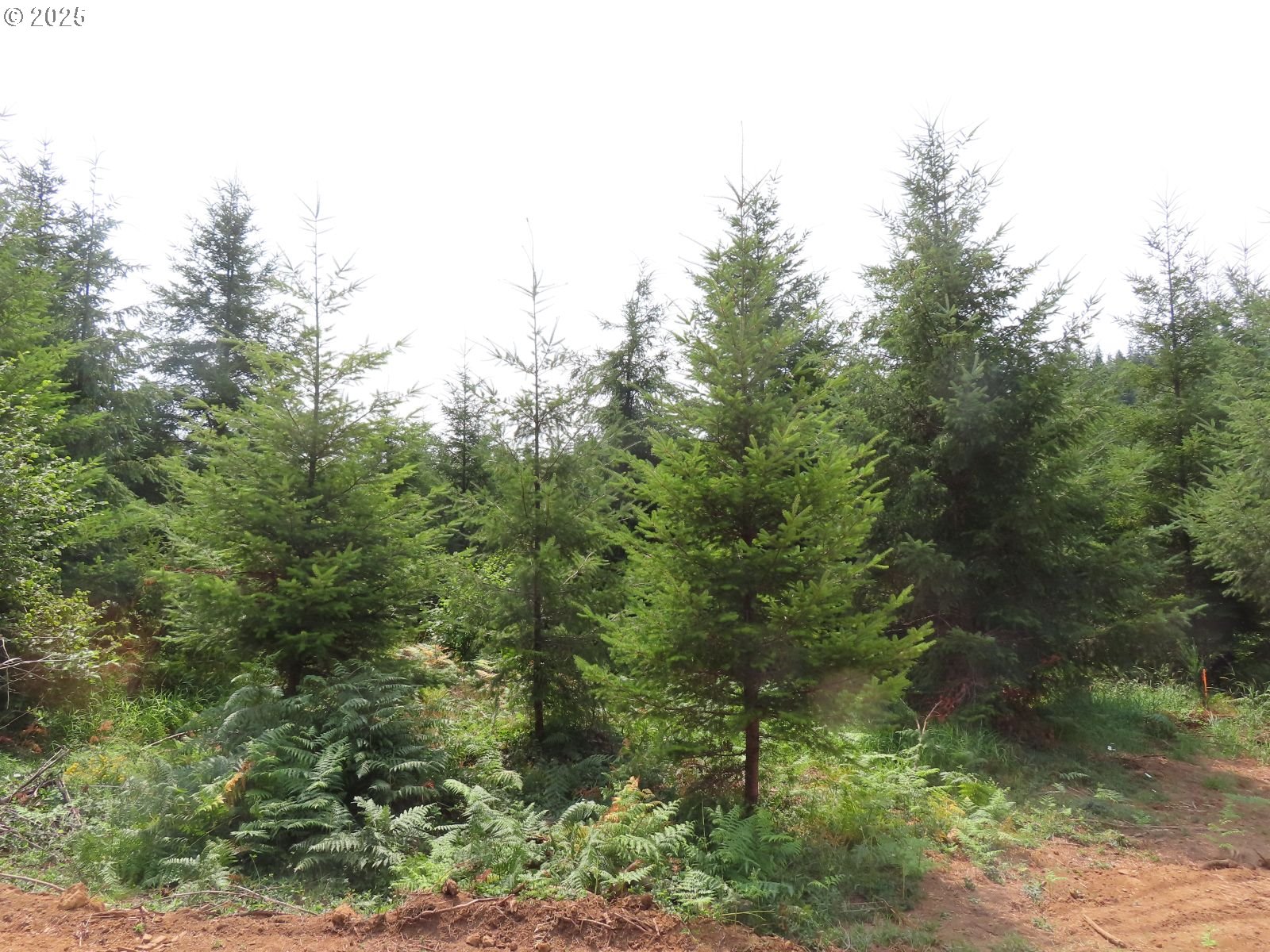 Mill Creek Lane, Unit E Longview, WA 98632 - Photo 12 of 26 a view of a forest filled with trees