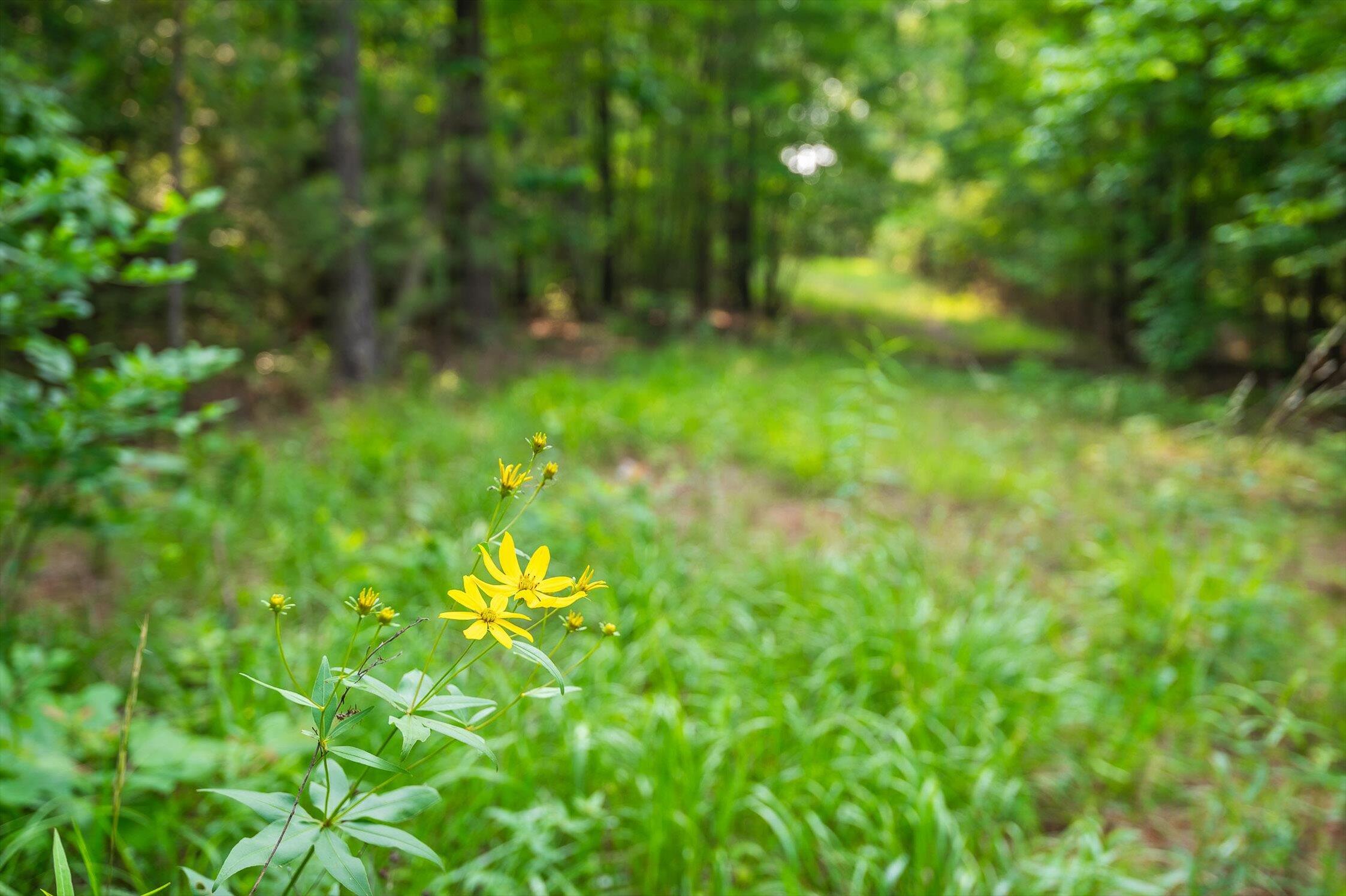 0 Split Rail Way, Unit 1121 Guild, TN 37340 - Photo 3 of 17 13-TN-156-13