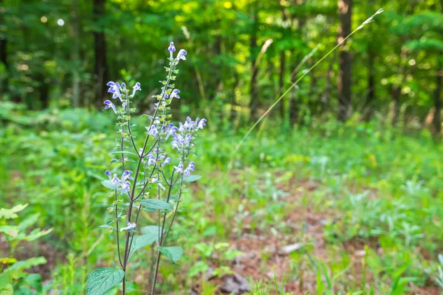 $275,000 | 0 Split Rail Way, Unit 1121, Guild, TN 37340