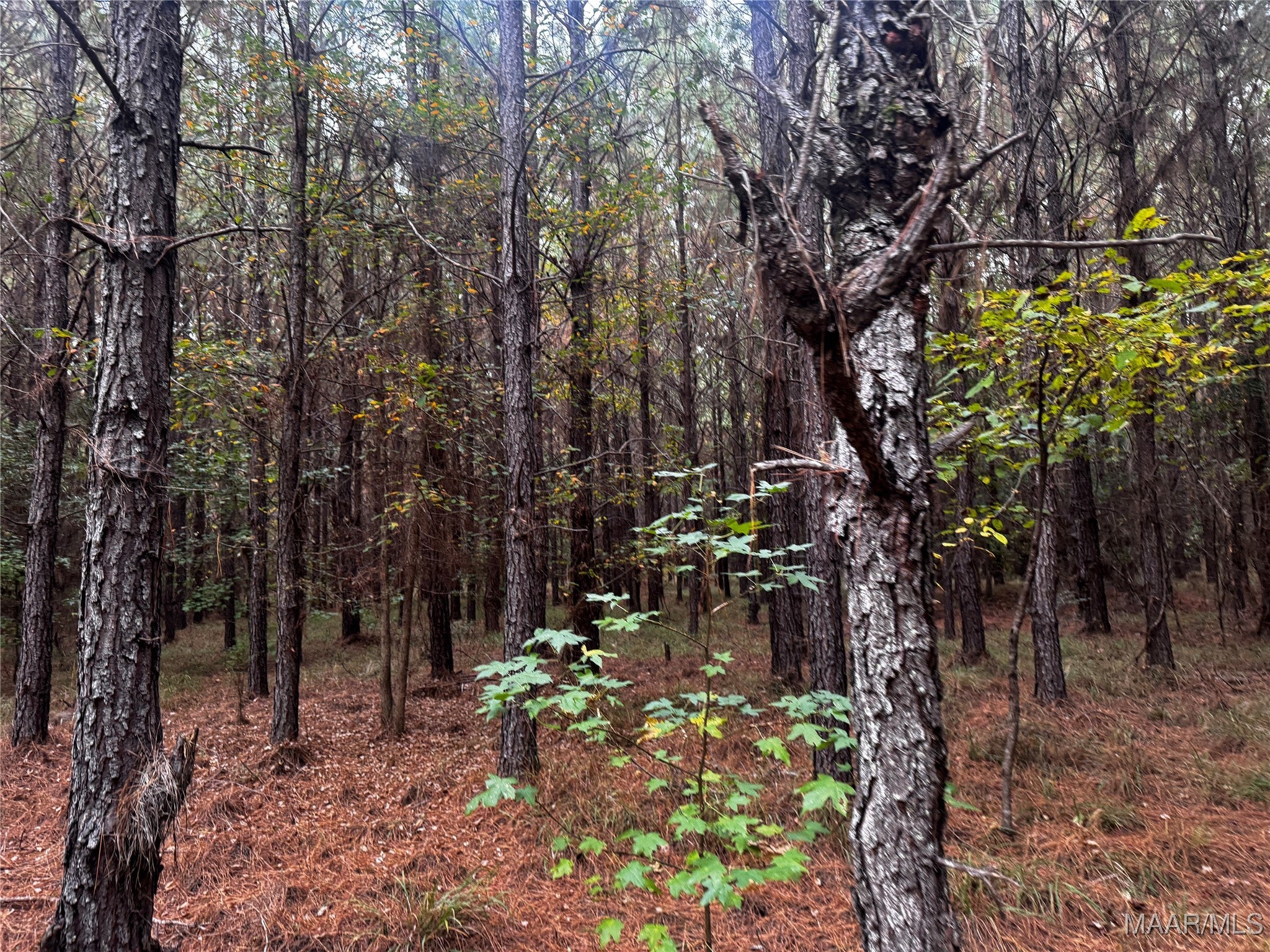 0 Coon Hop Road Hardaway, AL 36039 - Photo 17 of 67 Gallery Image 17