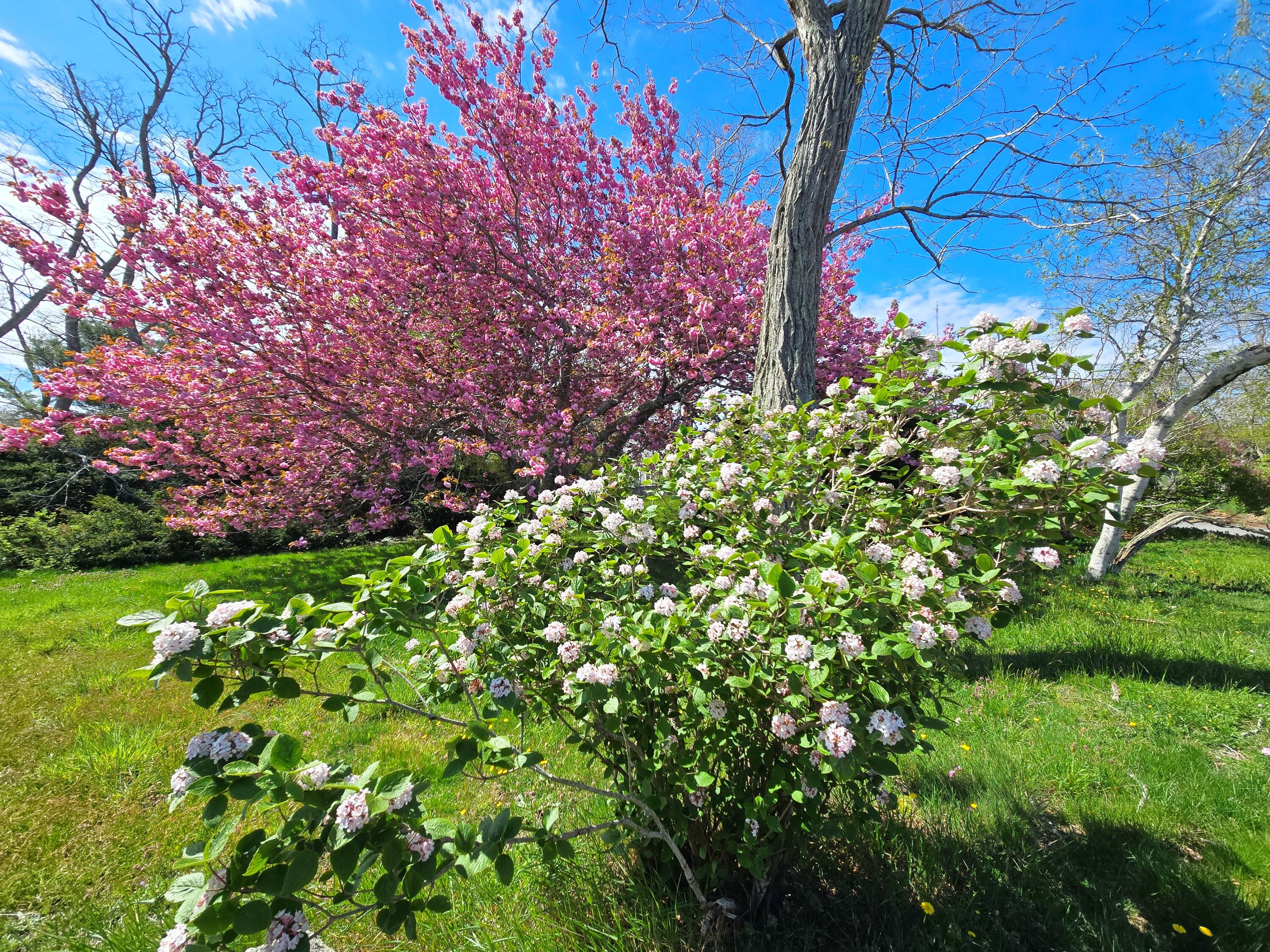 56 Locust Road Orleans, MA 02653 - Photo 15 of 90 20260508_102653 ()