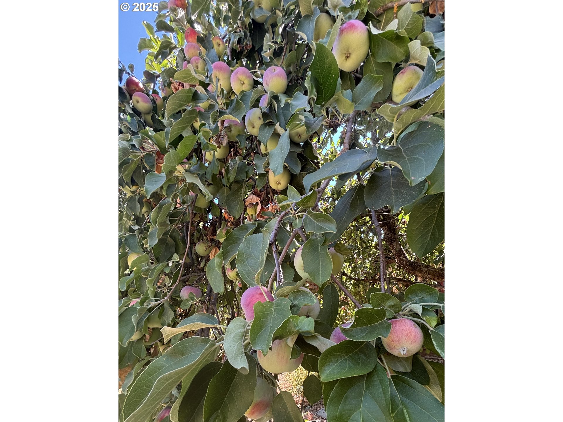 1931 Sleepy Hollow Loop Grants Pass, OR 97527 - Photo 11 of 43