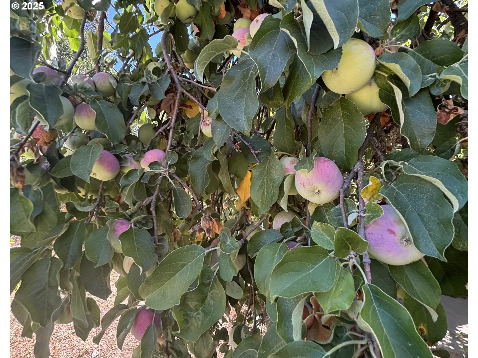 1931 Sleepy Hollow Loop Grants Pass, OR 97527 - Photo 12 of 43