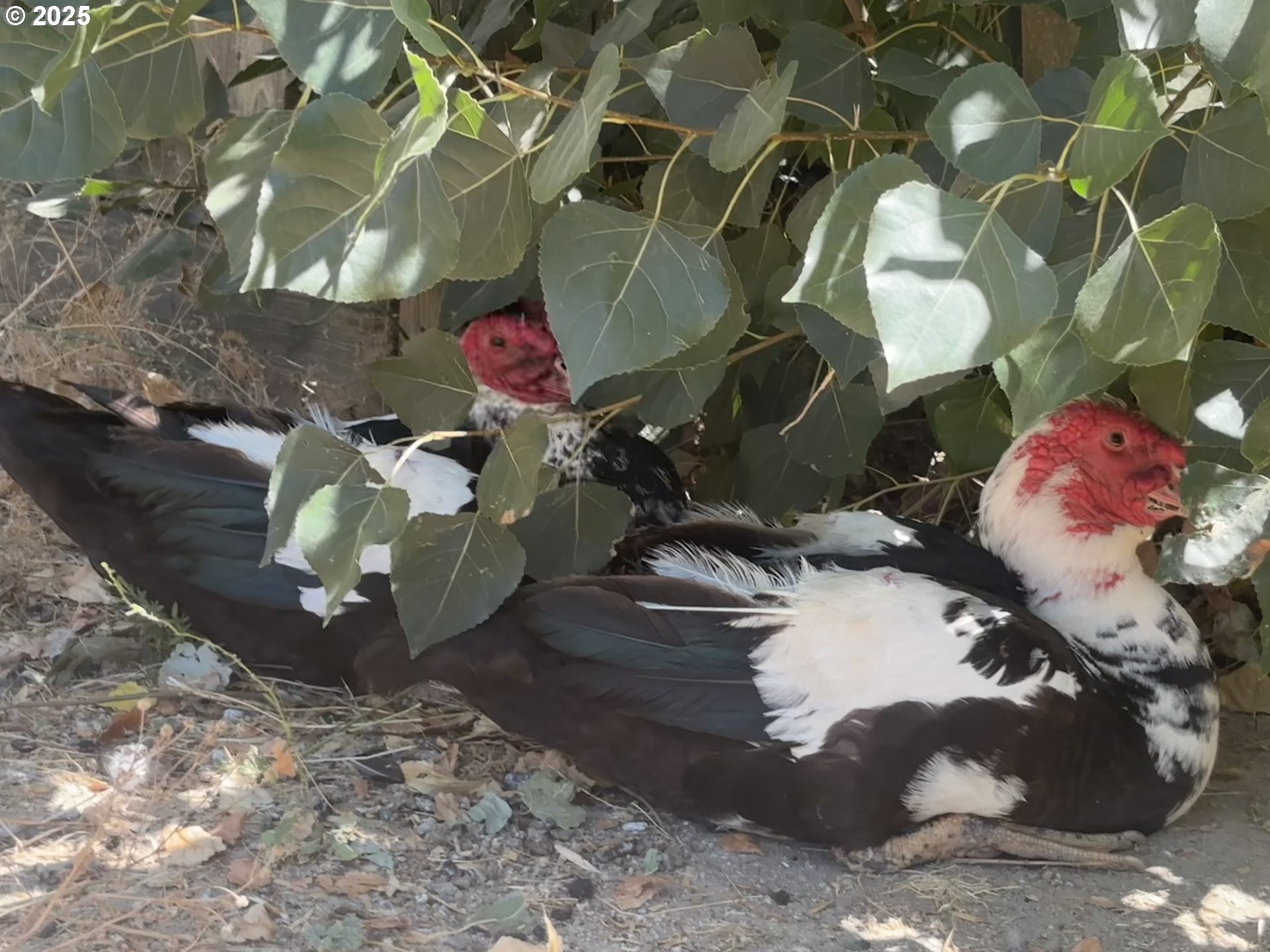 1931 Sleepy Hollow Loop Grants Pass, OR 97527 - Photo 19 of 43