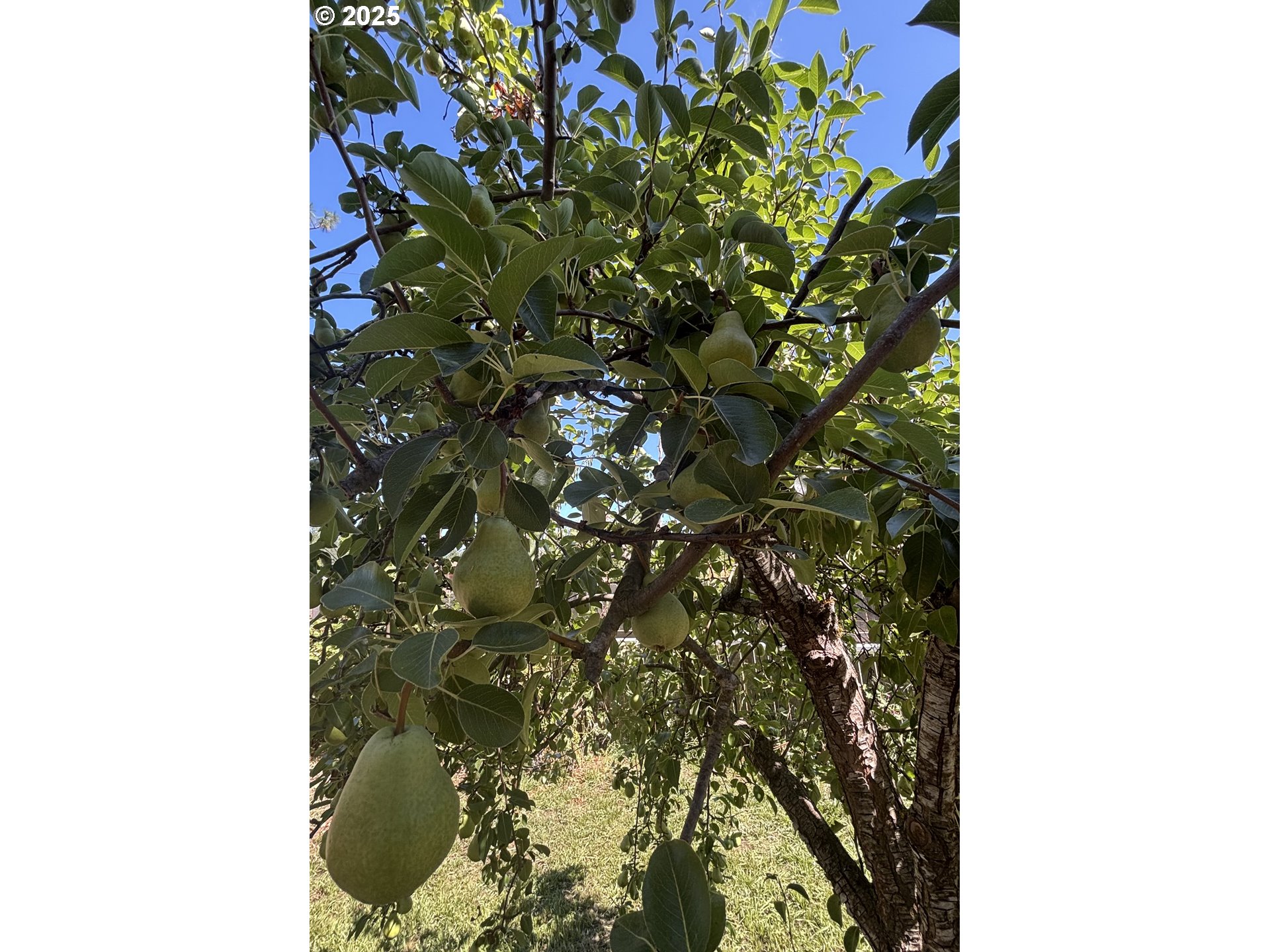 1931 Sleepy Hollow Loop Grants Pass, OR 97527 - Photo 8 of 43