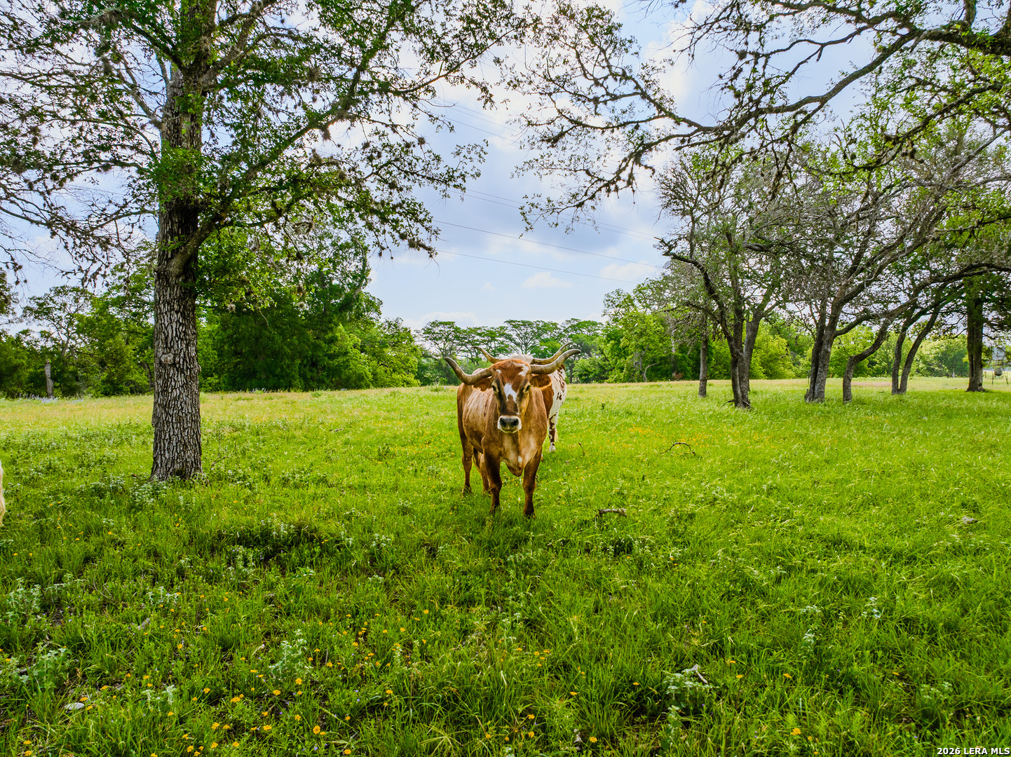 0 Cypress River Ranch Comfort, TX 78013 - Photo 12 of 50